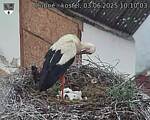 Capi_Dubne_20250603_101003.jpg