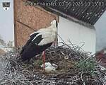Capi_Dubne_20250603_101503.jpg