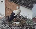 Capi_Dubne_20250603_103002.jpg