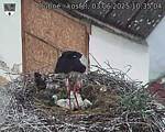 Capi_Dubne_20250603_103504.jpg