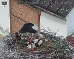 Capi_Dubne_20250603_104003.jpg