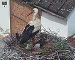 Capi_Dubne_20250603_104503.jpg