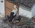Capi_Dubne_20250603_105003.jpg