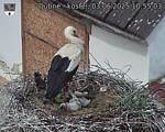 Capi_Dubne_20250603_105503.jpg