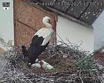 Capi_Dubne_20250603_110003.jpg