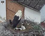 Capi_Dubne_20250603_110503.jpg
