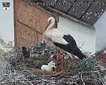 Capi_Dubne_20250603_111003.jpg