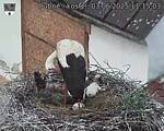 Capi_Dubne_20250603_111503.jpg