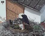 Capi_Dubne_20250603_112004.jpg