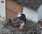 Capi_Dubne_20250603_112503.jpg