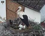 Capi_Dubne_20250603_113003.jpg