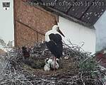 Capi_Dubne_20250603_113503.jpg
