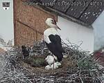 Capi_Dubne_20250603_114003.jpg
