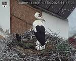 Capi_Dubne_20250603_114503.jpg