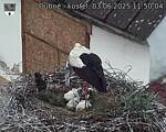Capi_Dubne_20250603_115004.jpg