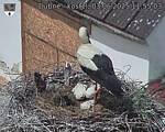 Capi_Dubne_20250603_115503.jpg