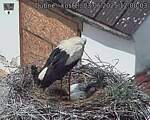 Capi_Dubne_20250603_120003.jpg