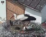 Capi_Dubne_20250603_120504.jpg