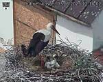 Capi_Dubne_20250603_121002.jpg