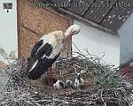 Capi_Dubne_20250603_121504.jpg