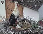 Capi_Dubne_20250603_122003.jpg