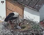 Capi_Dubne_20250603_122503.jpg