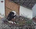 Capi_Dubne_20250603_123503.jpg