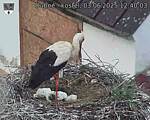 Capi_Dubne_20250603_124003.jpg