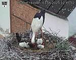 Capi_Dubne_20250603_124502.jpg