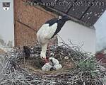Capi_Dubne_20250603_125003.jpg