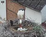 Capi_Dubne_20250603_125503.jpg