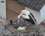 Capi_Dubne_20250603_130003.jpg