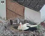 Capi_Dubne_20250603_130503.jpg