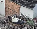 Capi_Dubne_20250603_131003.jpg
