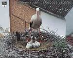 Capi_Dubne_20250603_132503.jpg