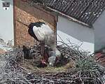 Capi_Dubne_20250603_133002.jpg