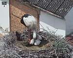 Capi_Dubne_20250603_133503.jpg
