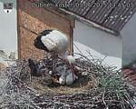 Capi_Dubne_20250603_134503.jpg