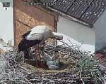 Capi_Dubne_20250603_135004.jpg