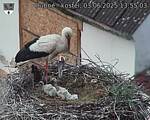 Capi_Dubne_20250603_135503.jpg