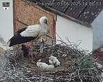 Capi_Dubne_20250603_140003.jpg