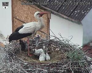 Capi_Dubne_20250603_140504.jpg (1350 x 1080)