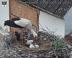 Capi_Dubne_20250603_141003.jpg