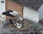 Capi_Dubne_20250603_141503.jpg