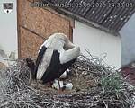 Capi_Dubne_20250603_143003.jpg