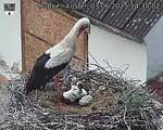 Capi_Dubne_20250603_143502.jpg