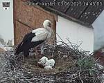 Capi_Dubne_20250603_144503.jpg