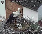 Capi_Dubne_20250603_145004.jpg