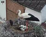 Capi_Dubne_20250603_145502.jpg