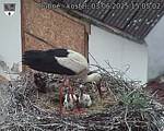 Capi_Dubne_20250603_150502.jpg